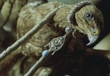 Сцена из фильма Баба Яга / Baba Yaga (1973) Баба Яга сцена 27