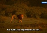 ТВ Серенгети / Serengeti (2019) - cцена 4