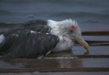 Фильм Чайка по имени Джонатан Ливингстон / Jonathan Livingston Seagull (1973) - cцена 2