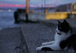 Фильм Город кошек / Kedi (2017) - cцена 6