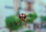 Фильм Муха / Eega (2012) - cцена 9