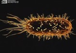 Сцена из фильма Сквозь пространство и время с Морганом Фрименом / Through the Wormhole with Morgan Freeman (2010) Сквозь тоннель пространства и времени (Через червоточину) сцена 16