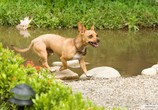 Фильм Крошка из Беверли-Хиллз / Beverly Hills Chihuahua (2009) - cцена 4