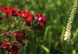 ТВ BluScenes: Цветущие сады / BluScenes: Flowering Gardensание (2012) - cцена 8