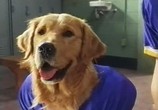Фильм Король воздуха: Золотая лига (Золотой мяч) / Air Bud: Golden Receiver (1998) - cцена 3