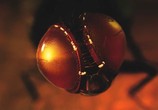 Фильм Муха / Eega (2012) - cцена 5