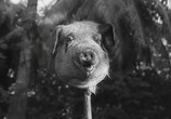 Фильм Повелитель мух / Lord of the Flies (1963) - cцена 1
