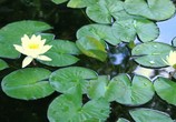 ТВ BluScenes: Цветущие сады / BluScenes: Flowering Gardensание (2012) - cцена 9