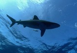 ТВ BBC: Планета Земля / Planet Earth (2006) - cцена 7