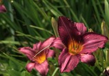 ТВ BluScenes: Цветущие сады / BluScenes: Flowering Gardensание (2012) - cцена 6