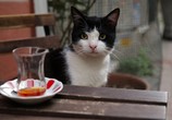 Фильм Город кошек / Kedi (2017) - cцена 3