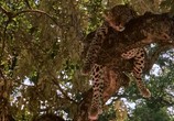 ТВ BBC Жизнь животных: Леопард / BBC The Wildlife Specials: Leopard (1999) - cцена 2