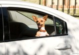 Фильм Крошка из Беверли-Хиллз / Beverly Hills Chihuahua (2009) - cцена 1