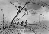 Фильм Франциск, менестрель Божий / sco, giullare di Dio (1950) - cцена 3