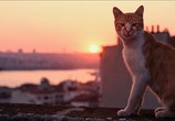 Фильм Город кошек / Kedi (2017) - cцена 2