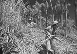Фильм Я - Куба / Soy Cuba (1964) - cцена 1
