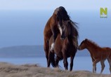 ТВ Уэльс: дикая земля / Wales: The Land of the Wild (2019) - cцена 8