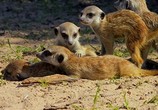ТВ BBC: Шпионы в дикой природе / Spy in the Wild (2017) - cцена 3