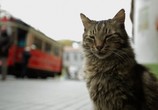 Фильм Город кошек / Kedi (2017) - cцена 1