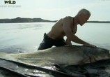 ТВ Discovery Channel: Animal Planet: Речные монстры / River monsters (2009) - cцена 6
