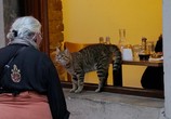 Фильм Город кошек / Kedi (2017) - cцена 4