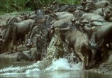 ТВ BBC: Плотоядные. Крокодил / BBC. Crocodile (2005) - cцена 3