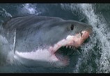 Фильм Смерть среди айсбергов / Orca: The Killer Whale (1977) - cцена 3