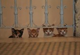 Фильм Город кошек / Kedi (2017) - cцена 5