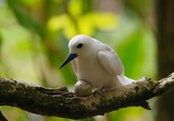 ТВ BBC: Планета Земля 2 / Planet Earth II (2016) - cцена 2