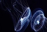 ТВ Голубая бездна / Deep Blue (2003) - cцена 5