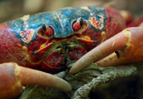 ТВ BBC: Планета Земля 2 / Planet Earth II (2016) - cцена 6