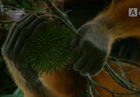 Сцена из фильма BBC. Земля: Взгляд из космоса / Earth from space (2019) BBC. Земля: Взгляд из космоса сцена 20
