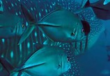 ТВ Голубая бездна / Deep Blue (2003) - cцена 2