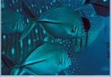 ТВ Голубая бездна / Deep Blue (2003) - cцена 3