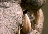 ТВ BBC: Плотоядные. Крокодил / BBC. Crocodile (2005) - cцена 2