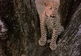 ТВ BBC Жизнь животных: Леопард / BBC The Wildlife Specials: Leopard (1999) - cцена 3